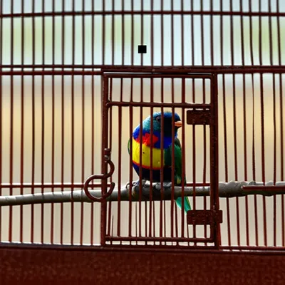 Illustration captive - Image 1