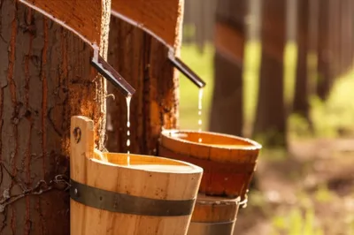 Illustration dips - Image 1