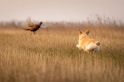 Illustration fielders - Image 1