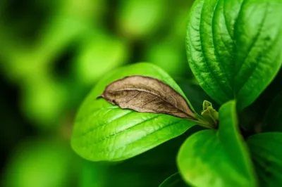 Illustration necrosis