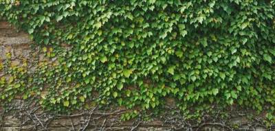 Illustration creeps - Image 1