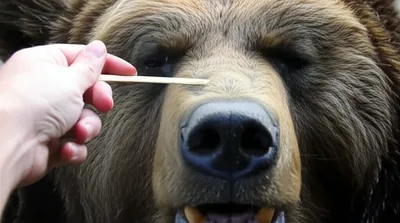 Illustration provoking