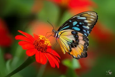 Illustration affixed