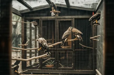 Illustration mows - Image 1