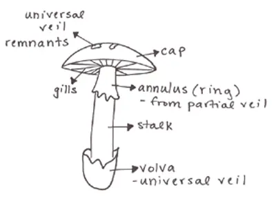 Illustration cap - Image 2