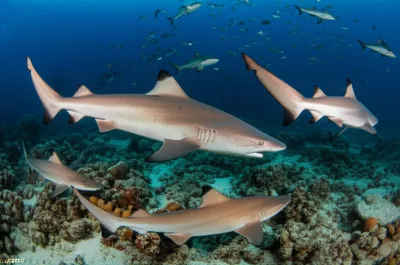 Illustration dogfish - Image 1