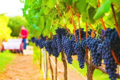 Illustration vintage