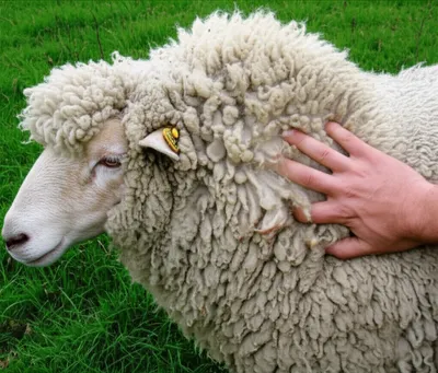 Illustration wool - Image 1