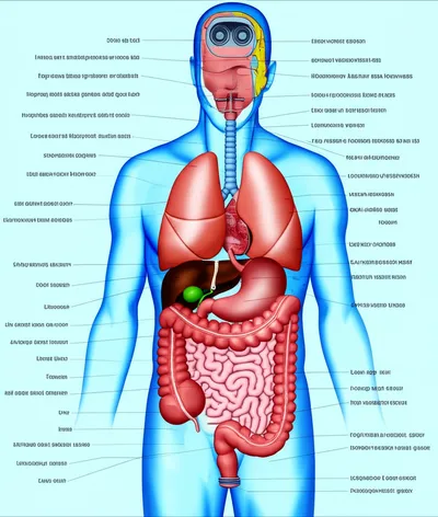 Illustration mechanistic - Image 2