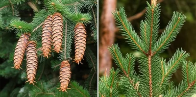 Illustration fir - Image 1