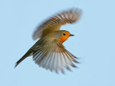 Illustration flapping - Image 1