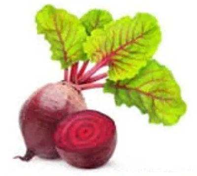 Illustration beet - Image 2
