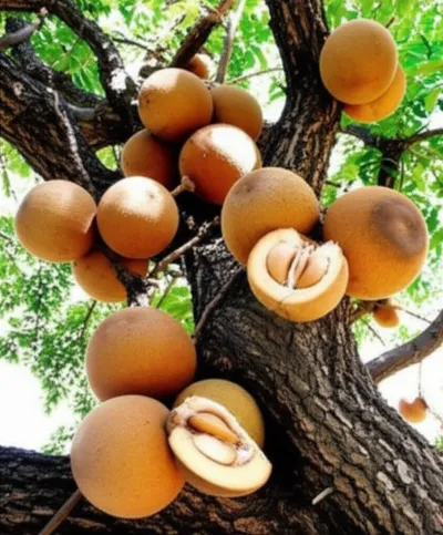 Illustration bel - Image 1