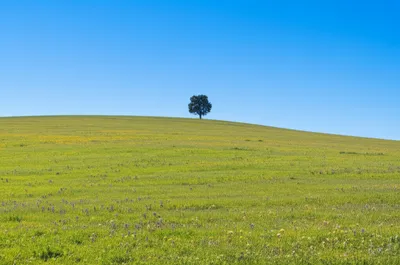 Illustration hillside