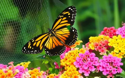 Illustration snared - Image 1