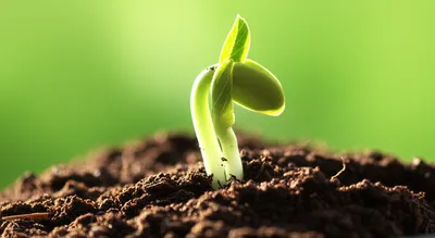 Illustration primitive - Image 1