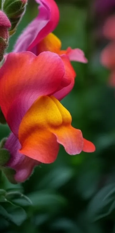 Illustration labia - Image 1