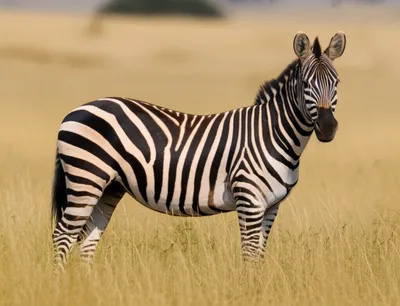 Illustration quaggas - Image 1