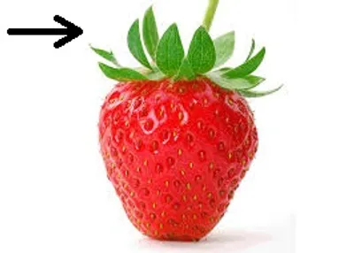 Illustration top - Image 7