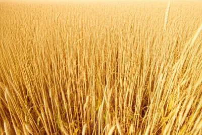 Illustration sown - Image 1