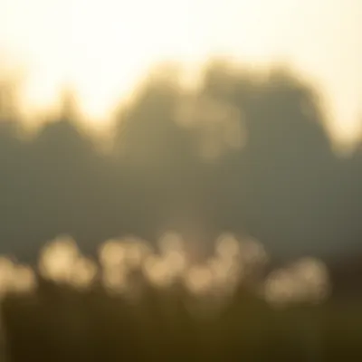 Illustration indistinct