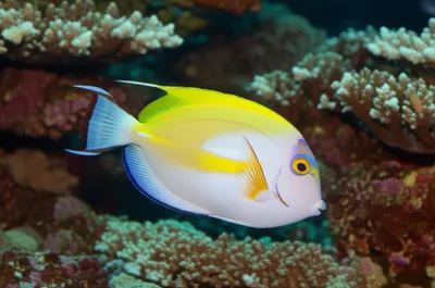 Illustration bonefish - Image 1