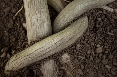 Illustration inseparable