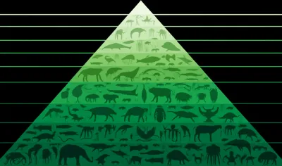 Illustration ranks - Image 1