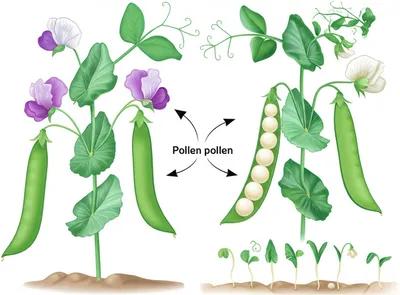 Illustration mendelian - Image 1