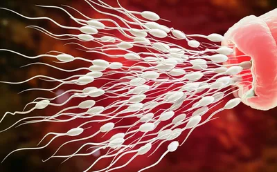 Illustration skeet - Image 1