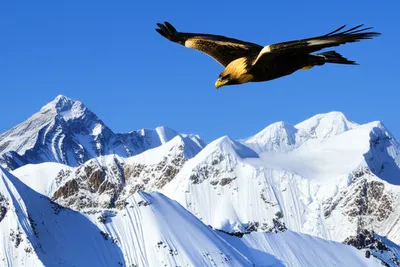 Illustration altitude - Image 1