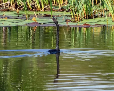 Illustration darter - Image 1