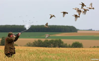 Illustration shotguns - Image 1