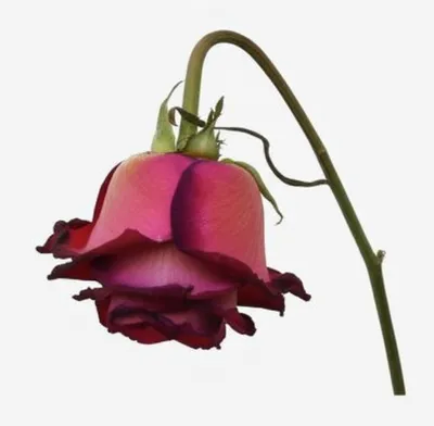 Illustration wilting