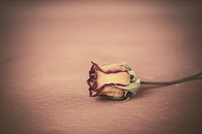 Illustration sepia - Image 1