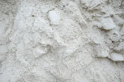 Illustration calcareous