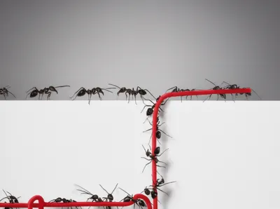 Illustration overran - Image 1