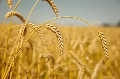 Illustration grains - Image 1