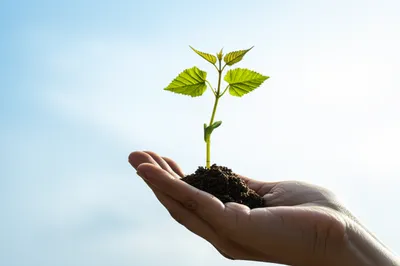 Illustration rearing - Image 1