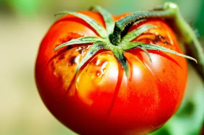 Illustration sunburn - Image 1