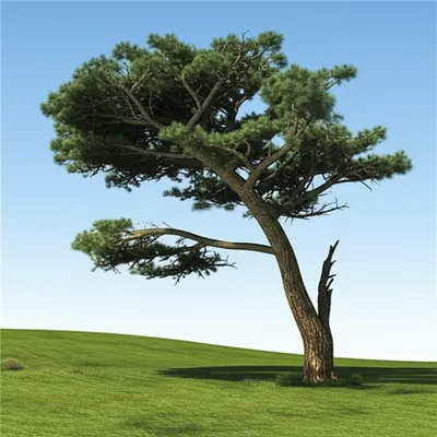 Illustration oblique - Image 1