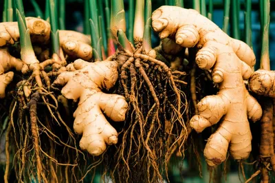 Illustration hands - Image 1