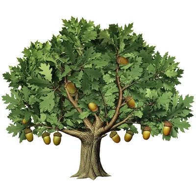 Illustration oak - Image 1