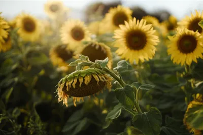 Illustration weakling - Image 1