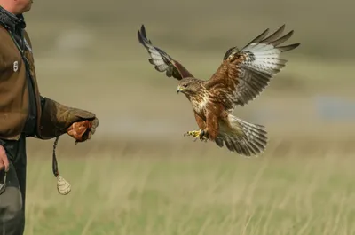 Illustration luring - Image 1