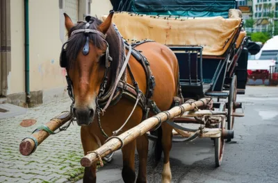 Illustration thill - Image 1