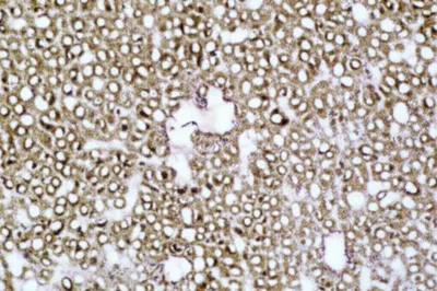 Illustration snowflakes - Image 1