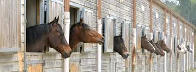 Illustration stable - Image 2