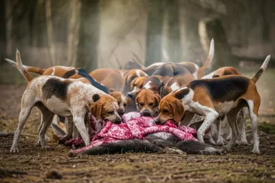 Illustration quarry - Image 1