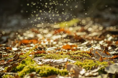 Illustration flecks - Image 1